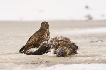 The Common Buzzard, Buteo buteo is sitting on the skeleton of wild boar in winter environment of wildlife. In the foreground is a snow...