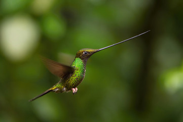The Sword-billed Hummingbird, Ensifera ensifera is a neotropical species from Ecuador. He is hovering and drinking the nectar from the trumpet red flower. Dark green backround.