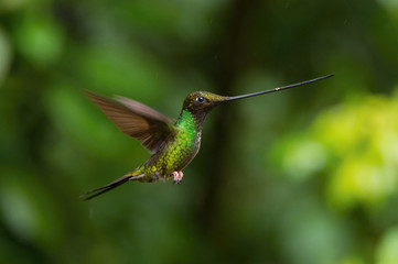 The Sword-billed Hummingbird, Ensifera ensifera is a neotropical species from Ecuador. He is hovering and drinking the nectar from the trumpet red flower. Dark green backround.