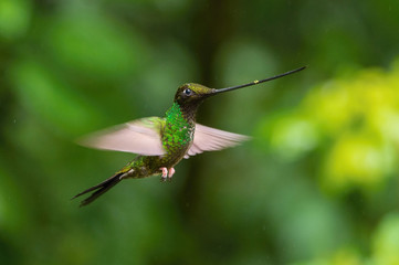 The Sword-billed Hummingbird, Ensifera ensifera is a neotropical species from Ecuador. He is hovering and drinking the nectar from the trumpet red flower. Dark green backround.