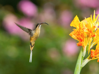 The Hummingbird is hovering and drinking the nectar from the beautiful flower in the rain forest. Flying Tawny-bellied Hermit, Phaethornis syrmatophorus with nice colorful background.