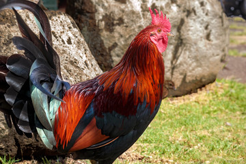Kauai Red Rooster