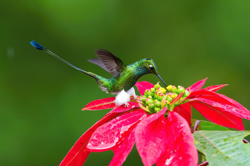 The Hummingbird is hovering and drinking the nectar from the beautiful flower in the rain forest. Flying White-booted Racket-tail, Ocreatus underwoodii  with nice colorful background, Ecuador