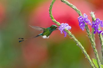 The Hummingbird is hovering and drinking the nectar from the beautiful flower in the rain forest. Flying White-booted Racket-tail, Ocreatus underwoodii  with nice colorful background, Ecuador