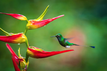 The Hummingbird is hovering and drinking the nectar from the beautiful flower in the rain forest. Flying White-booted Racket-tail, Ocreatus underwoodii  with nice colorful background, Ecuador