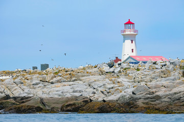 Puffins, Razor Bill Auks and the Lighthouse on Machias Seal Island	