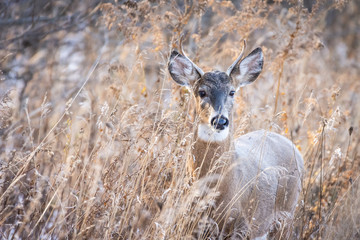Cute young whitetail buck in tall grass