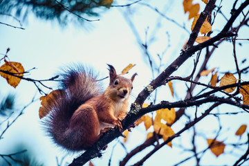 Ginger squirrel on birch branches in autumn forest