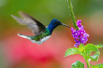 The hummingbird is soaring and drinking the nectar from the beautiful  flower in the rain forest environment. Flying White-necked jacobin, florisuga mellivora mellivora with nice colorful background.