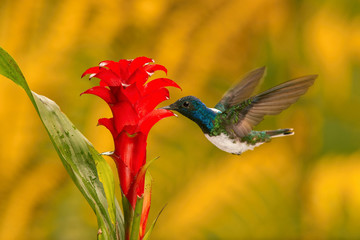 The hummingbird is soaring and drinking the nectar from the beautiful  flower in the rain forest environment. Flying White-necked jacobin, florisuga mellivora mellivora with nice colorful background.