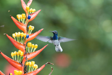The hummingbird is soaring and drinking the nectar from the beautiful  flower in the rain forest environment. Flying White-necked jacobin, florisuga mellivora mellivora with nice colorful background. © Petr Šimon