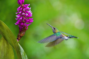 The hummingbird is soaring and drinking the nectar from the beautiful  flower in the rain forest environment. Flying White-necked jacobin, florisuga mellivora mellivora with nice colorful background.