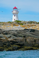 Fototapeta na wymiar Puffins, Razor Bill Auks and the Lighthouse on Machias Seal Island 