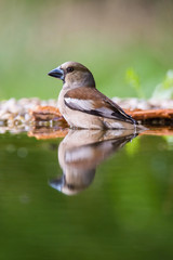 The Hawfinch, Coccothraustes coccothraustes is sitting at the waterhole in the forest, reflecting on the surface, preparing for the bath, colorful backgound with some flower.