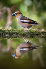 The Hawfinch, Coccothraustes coccothraustes is sitting at the waterhole in the forest, reflecting on the surface, preparing for the bath, colorful backgound with some flower.
