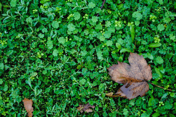 Dry leaf on the grass