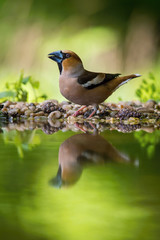 The Hawfinch, Coccothraustes coccothraustes is sitting at the waterhole in the forest, reflecting on the surface, preparing for the bath, colorful backgound with some flower.