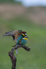 The European Bee-eaters, Merops apiaster are sitting and mating on a nice branch, during mating season, nice colorful background and soft golden light, opened wings, Czechia..
