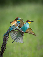 The European Bee-eaters, Merops apiaster are sitting and mating on a nice branch, during mating season, nice colorful background and soft golden light, opened wings, Czechia..