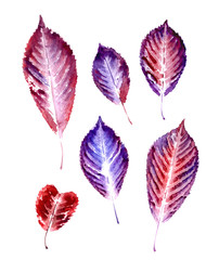 Obraz premium Prints of autumn leaves, watercolor set on a white background, isolated.