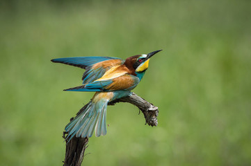The European Bee-eaters, Merops apiaster is sitting and showing off on a nice branch, has some insect in its beak, during mating season, nice colorful background and soft golden light, Czechia