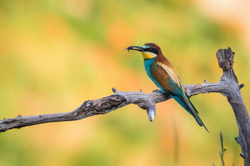 The European Bee-eaters, Merops apiaster is sitting and showing off on a nice branch, has some insect in its beak, during mating season, nice colorful background and soft golden light, Czechia