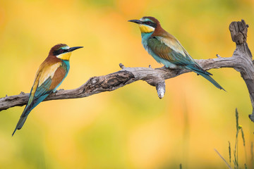 The European Bee-eaters, Merops apiaster is sitting and showing off on a nice branch, has some insect in its beak, during mating season, nice colorful background and soft golden light, Czechia