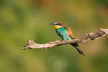 The European Bee-eaters, Merops apiaster is sitting and showing off on a nice branch, has some insect in its beak, during mating season, nice colorful background and soft golden light, Czechia