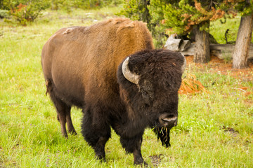 Fauna of Yellostone: Bison