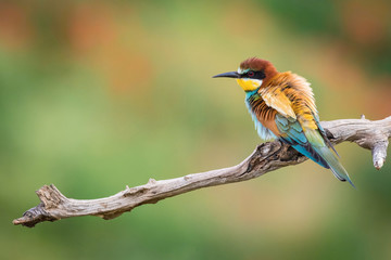 The European Bee-eaters, Merops apiaster is sitting and showing off on a nice branch, has some insect in its beak, during mating season, nice colorful background and soft golden light, Czechia