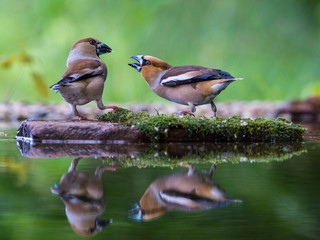 The Hawfinch, Coccothraustes coccothraustes duel at the waterhole in the forest. Both are reflecting on the surface with opened wings. Colorful backgound with some flower. They are pecking each other.