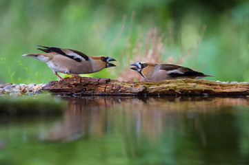 The Hawfinch, Coccothraustes coccothraustes duel at the waterhole in the forest. Both are...