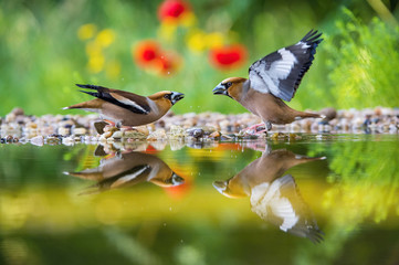 The Hawfinch, Coccothraustes coccothraustes duel at the waterhole in the forest. Both are reflecting on the surface with opened wings. Colorful backgound with some flower. They are pecking each other.