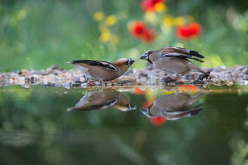 The Hawfinch, Coccothraustes coccothraustes duel at the waterhole in the forest. Both are...