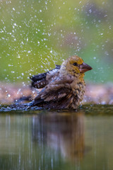 The Hawfinch, Coccothraustes coccothraustes is sitting at the waterhole in the forest, reflecting on the surface, preparing for the bath, colorful backgound with some flower. ..