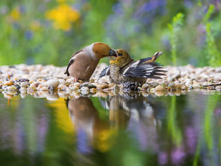 The Hawfinch, Coccothraustes coccothraustes feeding the chicks at the waterhole in the forest. Both are reflecting on the surface with opened wings. Colorful backgound with some flower.