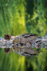 The Hawfinch, Coccothraustes coccothraustes is sitting at the waterhole in the forest, reflecting on the surface, preparing for the bath, colorful backgound with some flower.