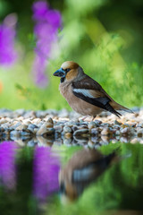 The Hawfinch, Coccothraustes coccothraustes is sitting at the waterhole in the forest, reflecting on the surface, preparing for the bath, colorful backgound with some flower.