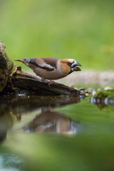 The Hawfinch, Coccothraustes coccothraustes is sitting at the waterhole in the forest, reflecting on the surface, preparing for the bath, colorful backgound with some flower.