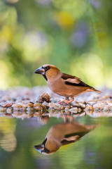 The Hawfinch, Coccothraustes coccothraustes is sitting at the waterhole in the forest, reflecting on the surface, preparing for the bath, colorful backgound with some flower.