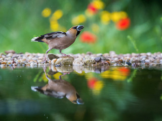The Hawfinch, Coccothraustes coccothraustes is sitting at the waterhole in the forest, reflecting on the surface, preparing for the bath, colorful backgound with some flower.