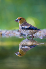 The Hawfinch, Coccothraustes coccothraustes is sitting at the waterhole in the forest, reflecting on the surface, preparing for the bath, colorful backgound with some flower.