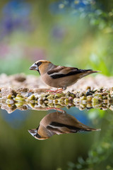 The Hawfinch, Coccothraustes coccothraustes is sitting at the waterhole in the forest, reflecting on the surface, preparing for the bath, colorful backgound with some flower.