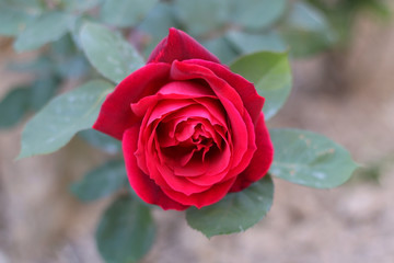 Vibrant dark pink rose in the garden. Selective focus, close-up.