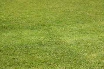 Bright green lawn grass. Selective focus, copy space. 