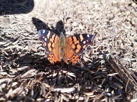 Mariposa