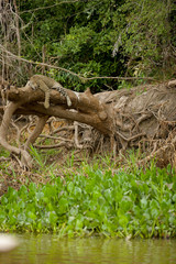 Brazilian Pantanal: The Jaguar