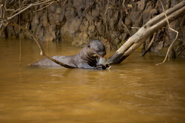 Brazilian Pantanal: Giant Otter