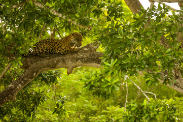 Brazilian Pantanal: The Jaguar