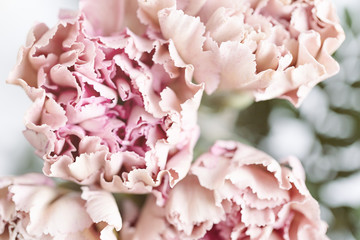 Light pink carnation flowers on a white background. Soft focus